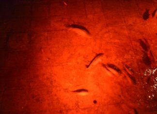 Sultan Mehmet the Conqueror’s Conquest Letters